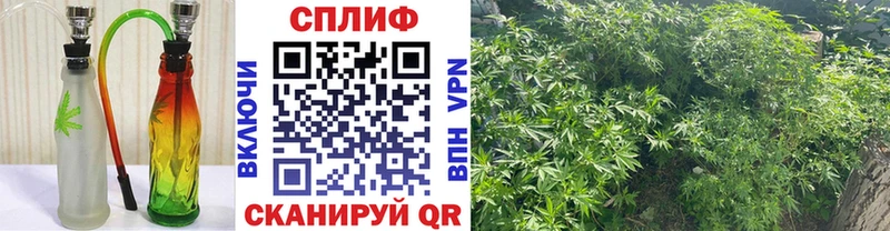 Каннабис SATIVA & INDICA  Лесной 